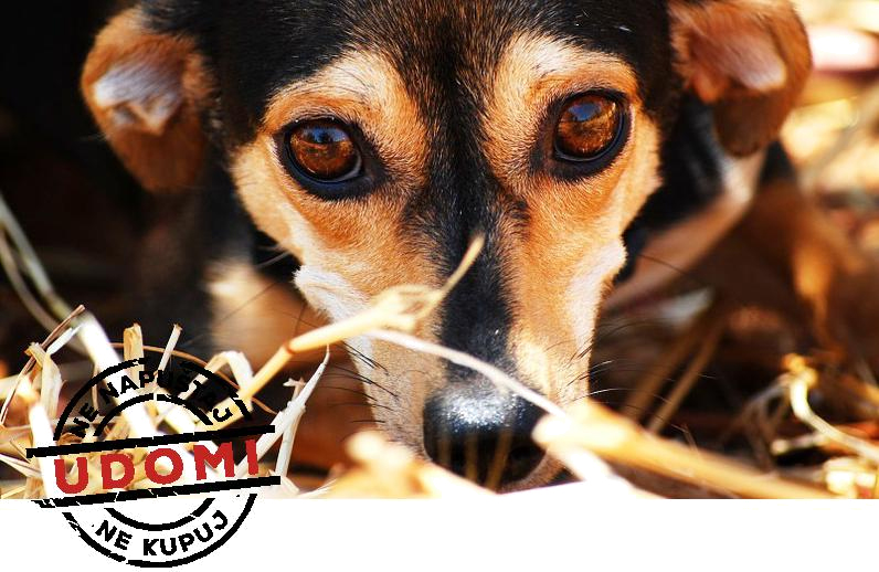 Zakonske obveze skrbnika pasa