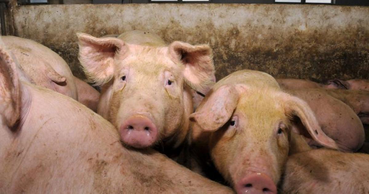 Obavijest o zbrinjavanju otpada nastalog svinjokoljom